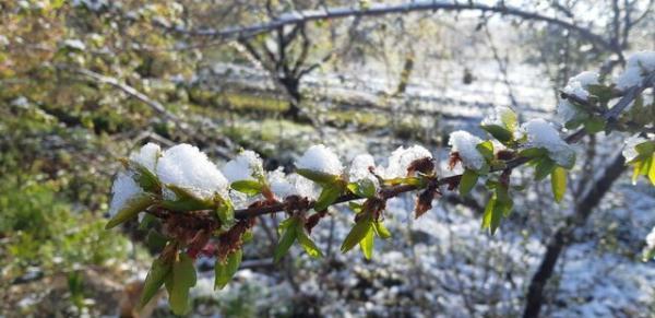 سیلی سخت سرما بر گونه شکوفه های بهاری ساوه