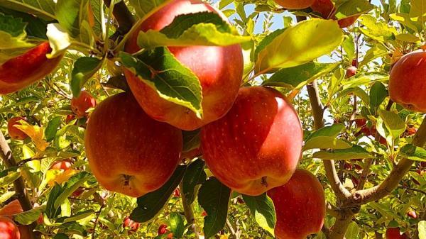 پیش بینی برداشت 30 هزار تن سیب از باغ های شاهرود