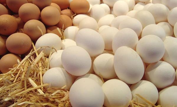راه هایی برای تشخیص و مصرف تخم مرغ سالم